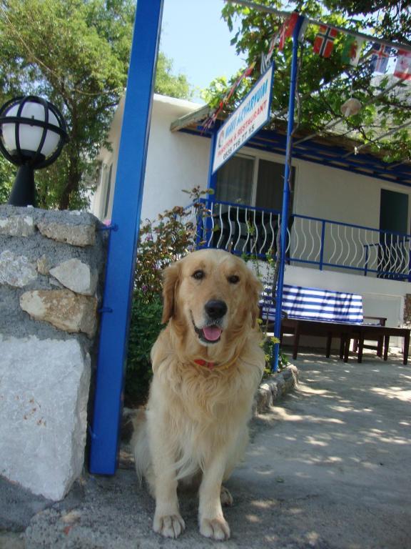 Отель Mavi Akvaryum Pension Sogut  Экстерьер фото